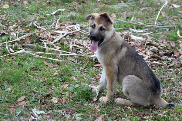 cane in campagna