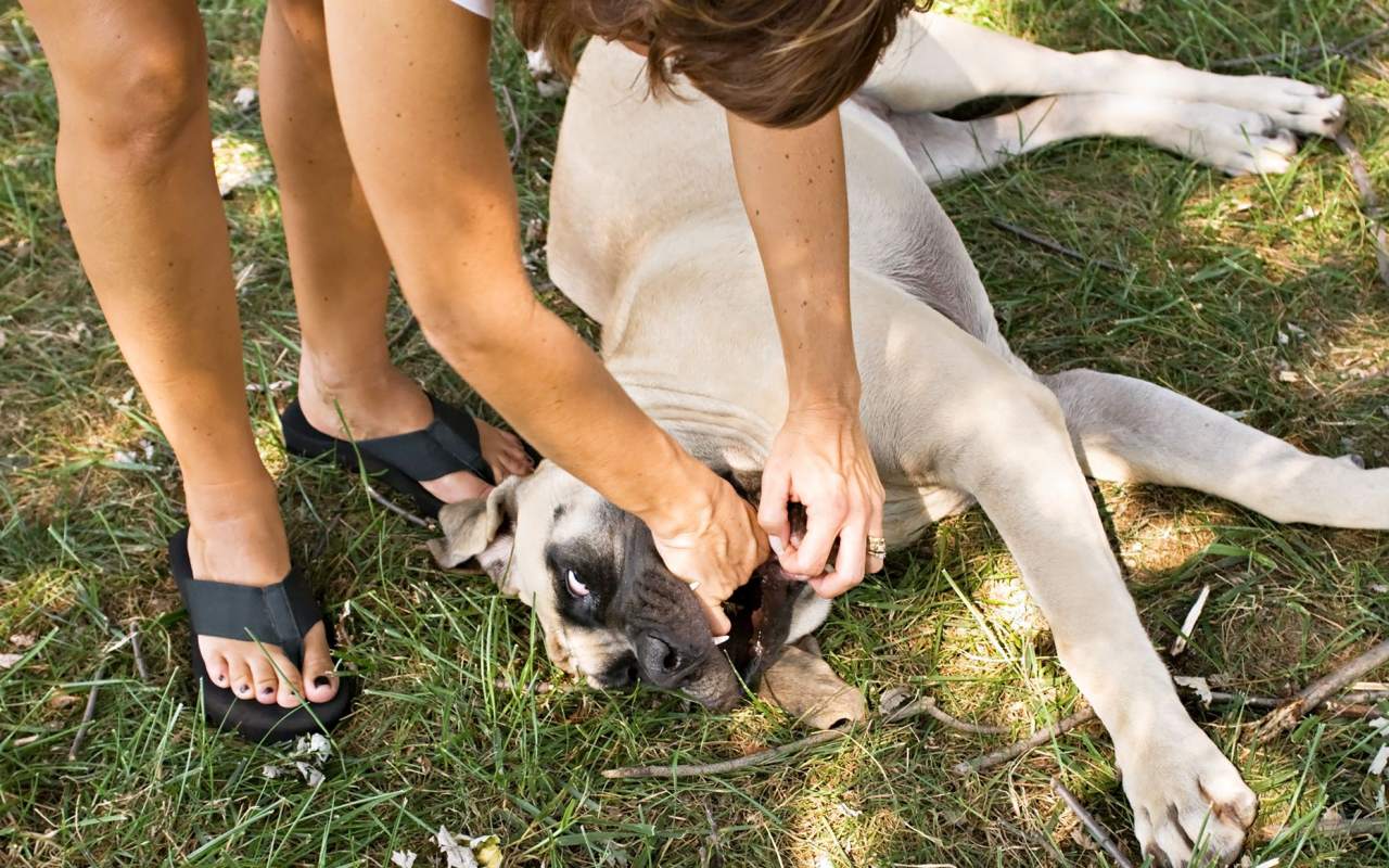 donna toglie qualcosa dalla bocca del suo cane