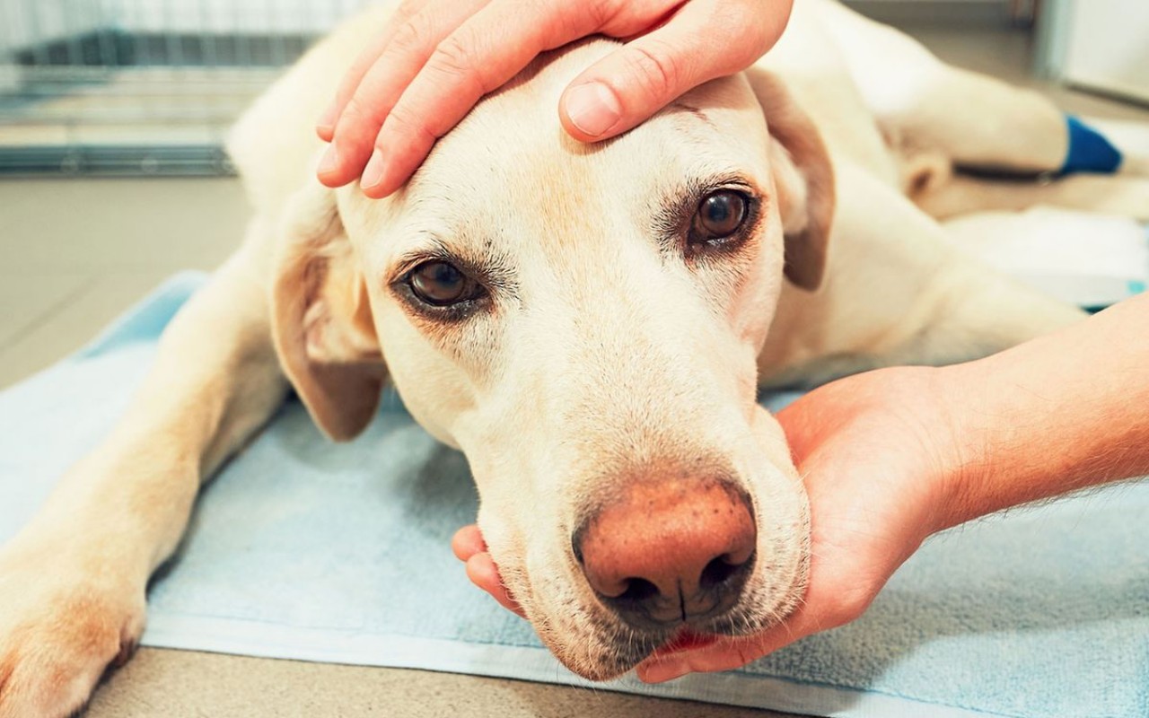 persona tiene la testa del cane tra le mani