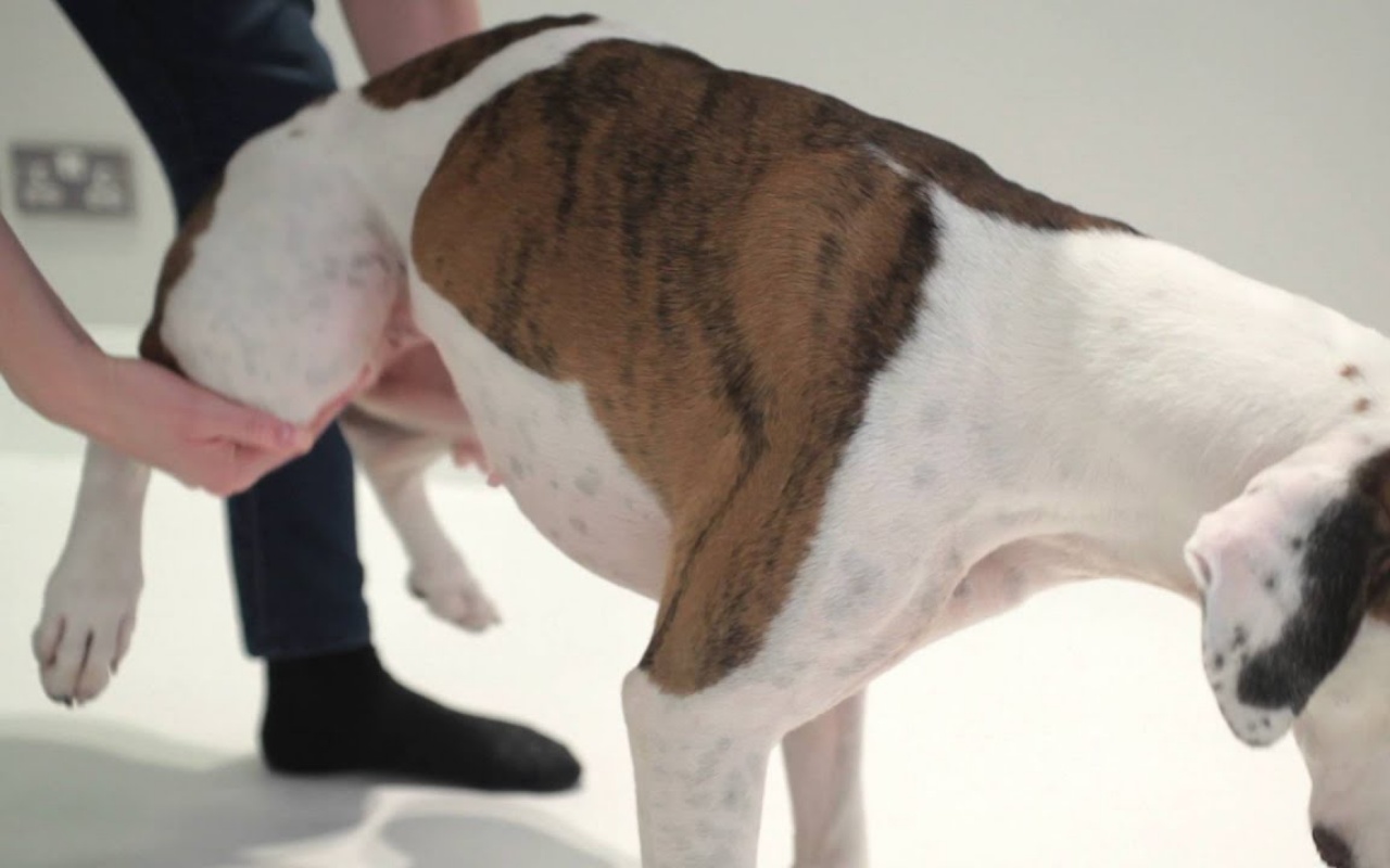 veterinario pratica la manovra di Heimlich al cane