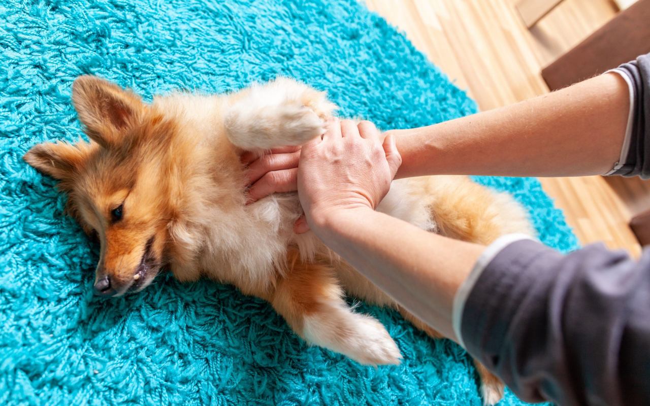 persona rianima il suo cane svenuto sul pavimento