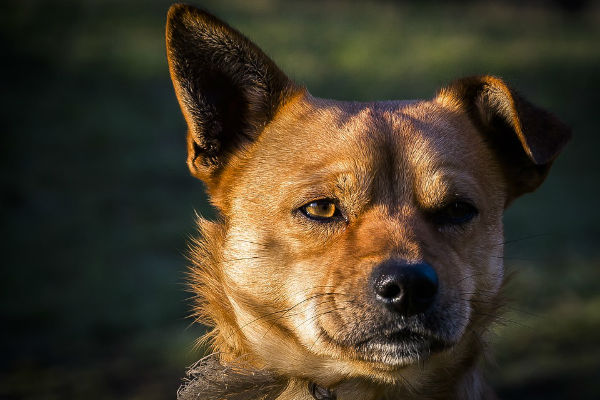 cane che guarda