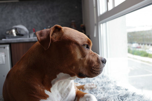 cane che guarda dalla finestra