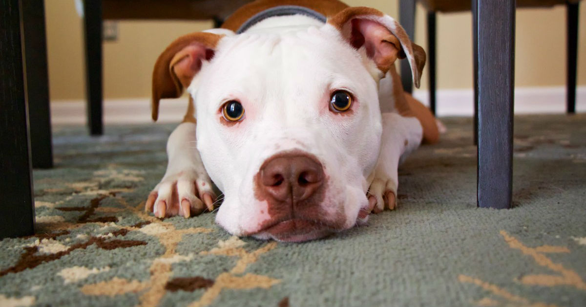 Cane stressato, come riconoscerlo (e rimediare)