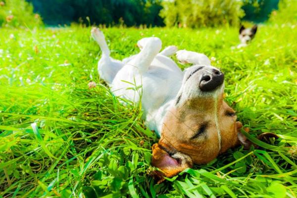 Perché i cani si strusciano per terra?