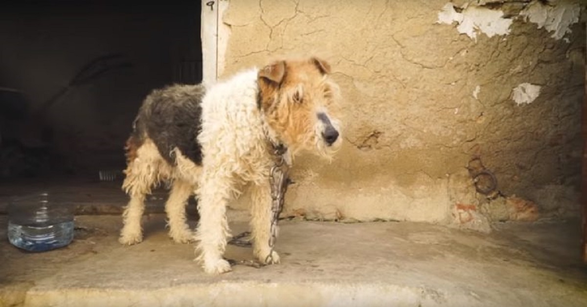 Cane trascorre la vita incatenato