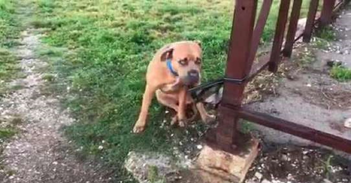 Cane trovato legato vicino al rifugio