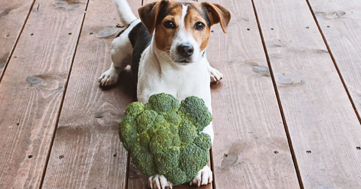 Un cane può essere vegano?