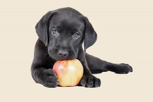 cucciolo di cane nero