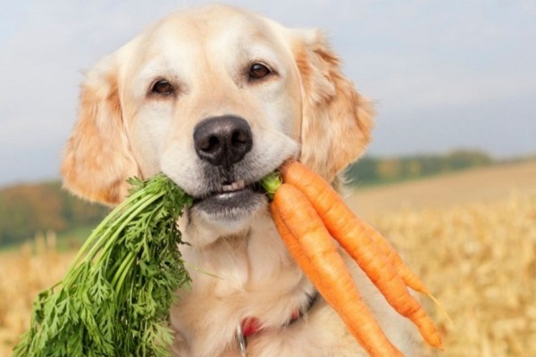 cane labrador