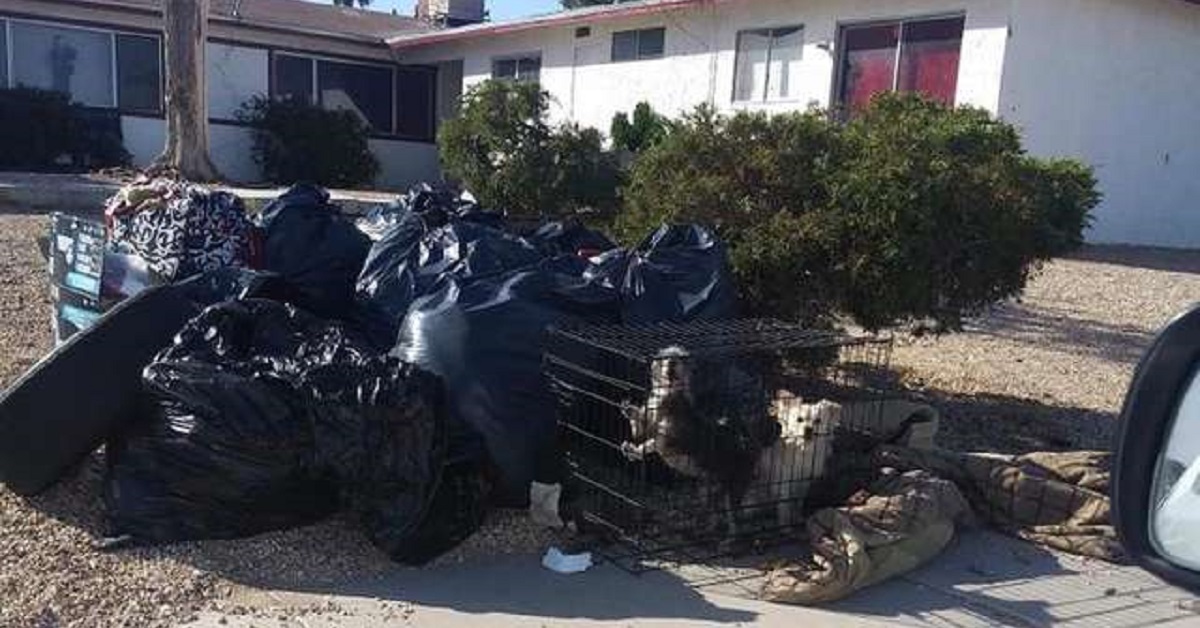 Cani abbandonati nella spazzatura