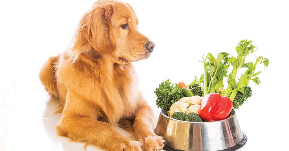 Dieta per cani con diarrea (con menu d’esempio)