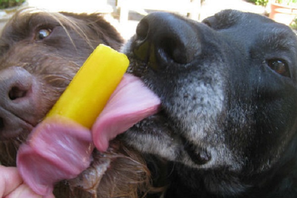 due cani mangiano gelato
