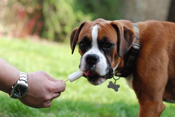 cane boxer mangia il gelato