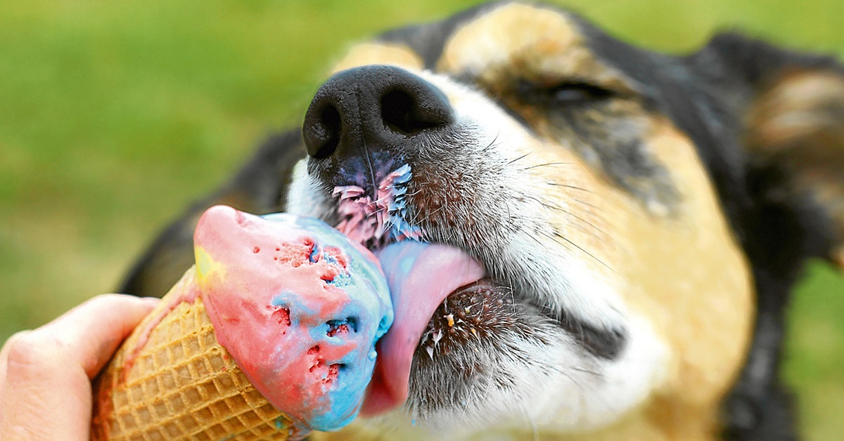 cane e cono gelato
