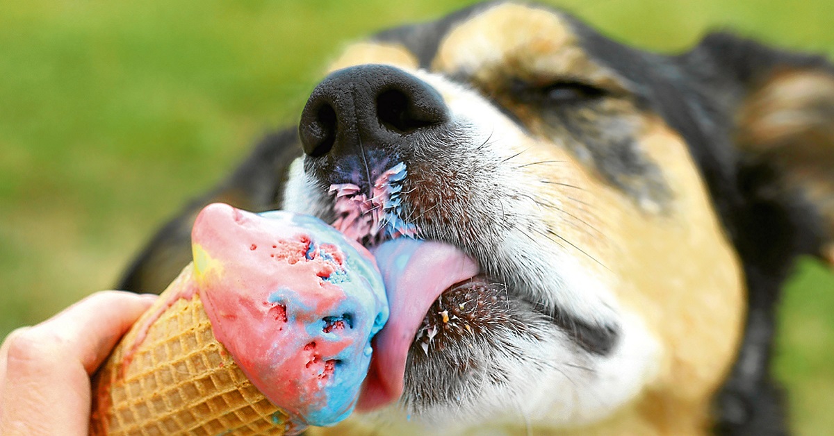 Cani e gelati: 5 ricette gustose per Fido