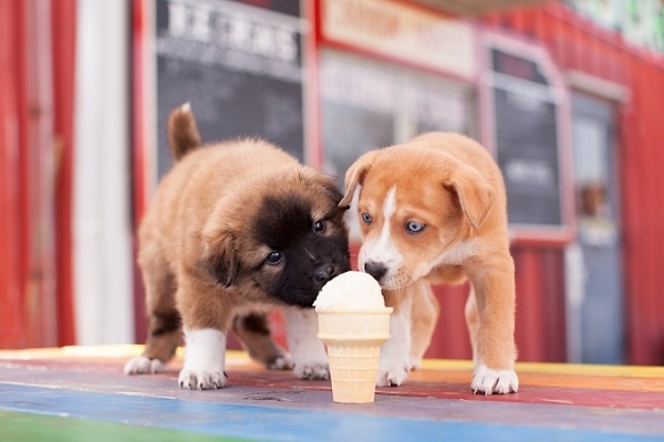 cuccioli di cane e cono gelato