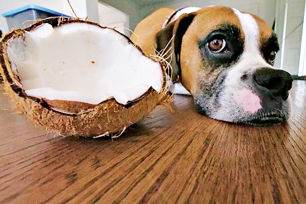 cane boxer con noce di cocco