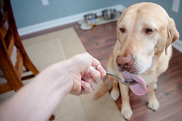 cane mangia da cucchiaio