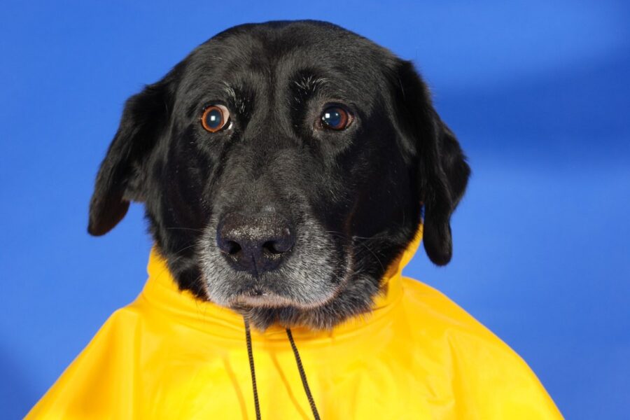 cane con l'impermeabile giallo