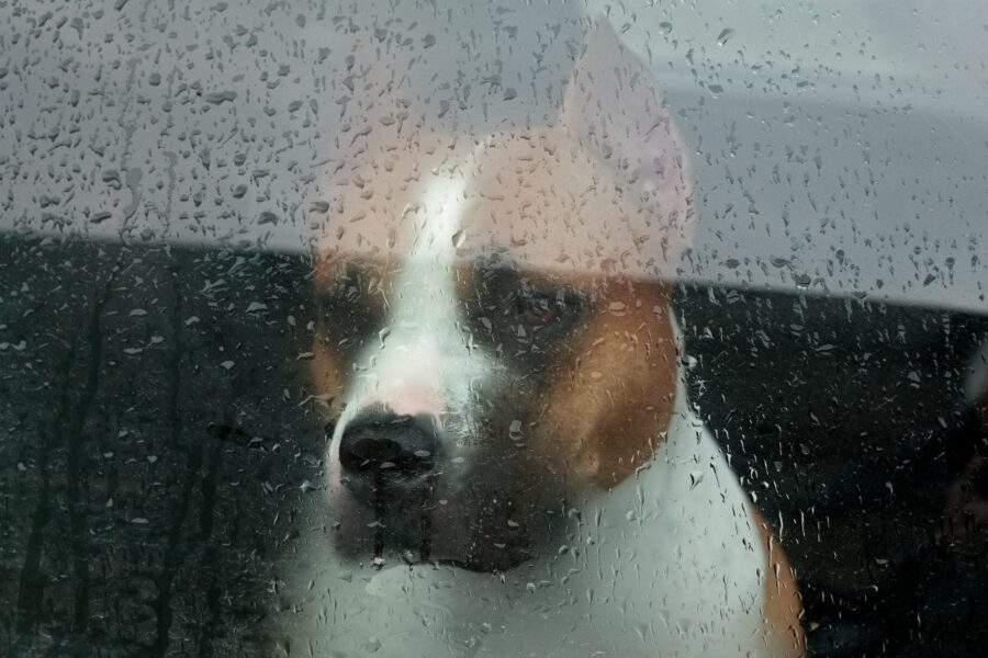 cane ha paura della pioggia