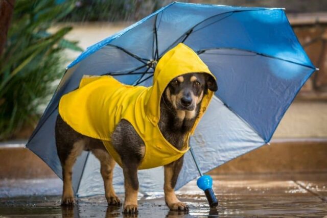 Cani e pioggia: passeggiate, consigli utili e come proteggerli