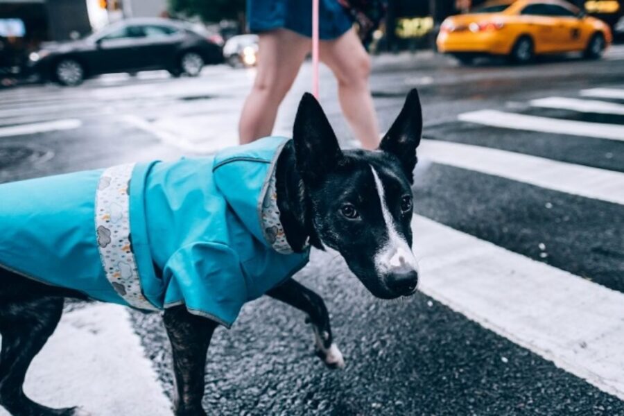 cane sotto la pioggia