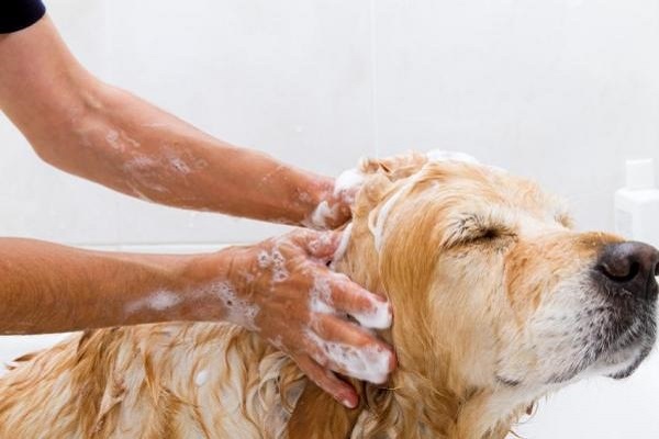 bagno al cane