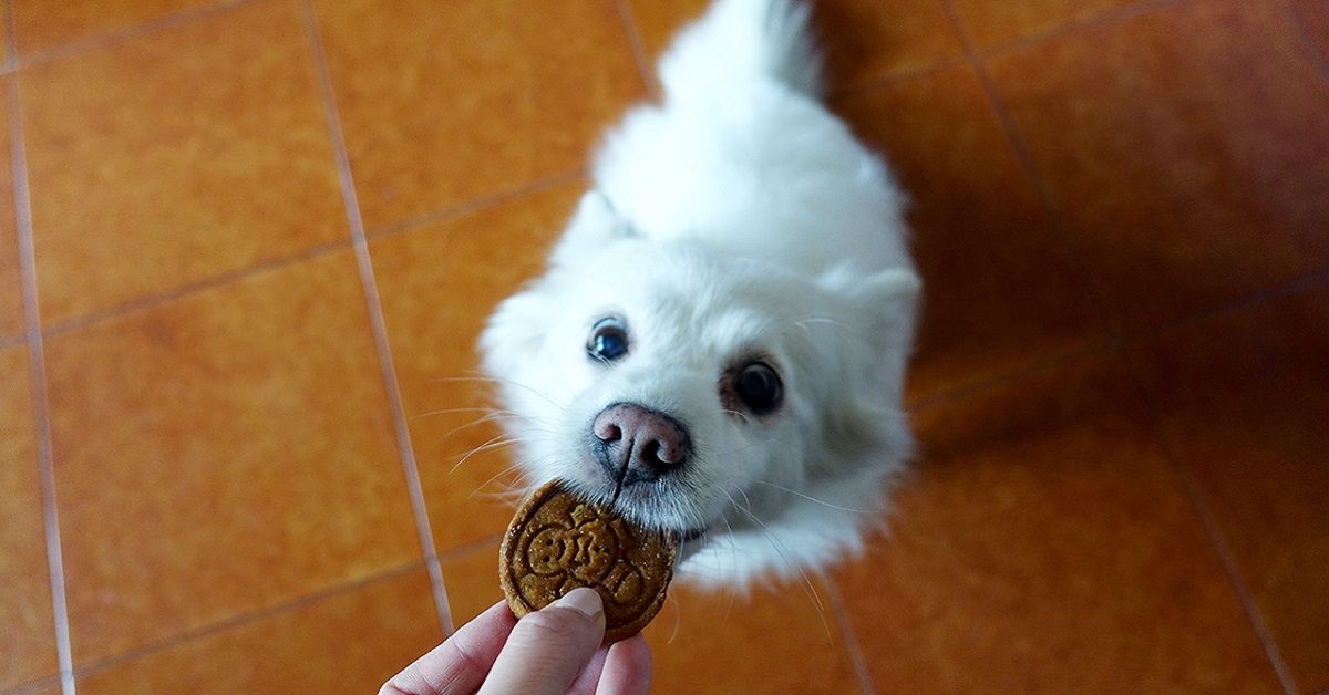 Come addestrare il cane a non accettare il cibo dagli sconosciuti