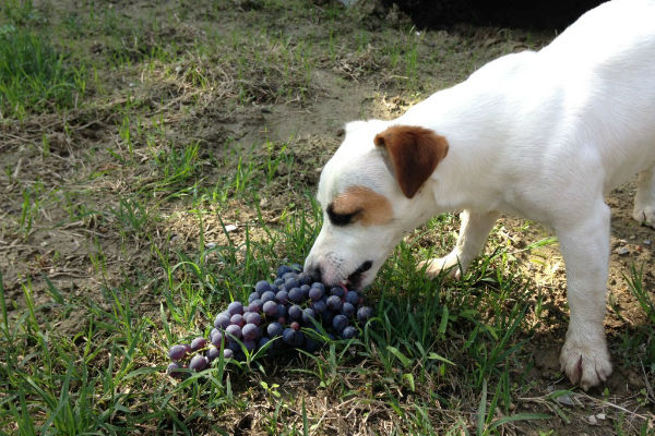 cane bianca e uva nera