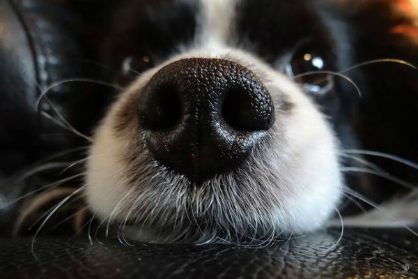 cane bianco e nero