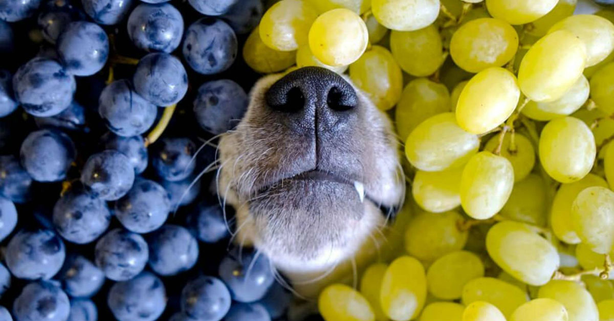 Cani e uva: perché non possono mangiarla?