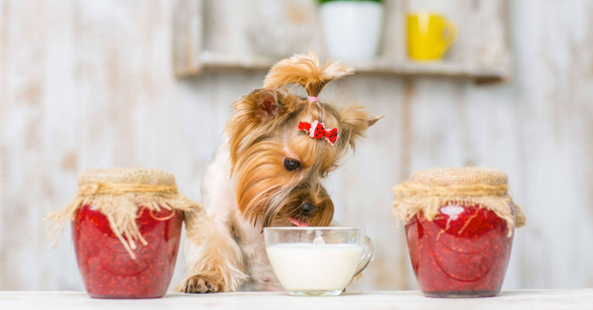 Cani e yogurt: possono mangiarlo?