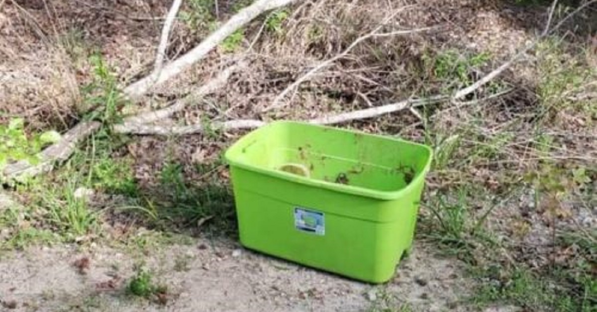 Cani lasciati in una scatola nel bosco