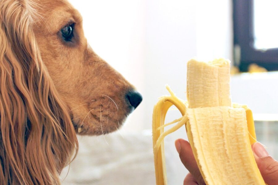 cane guarda una banana