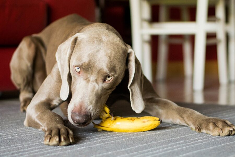 weimaraner che mangia una banana