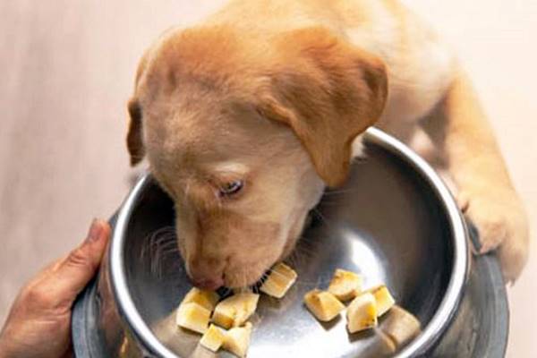 cane mangia la banana a pezzi