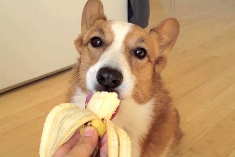 cane mangia banana