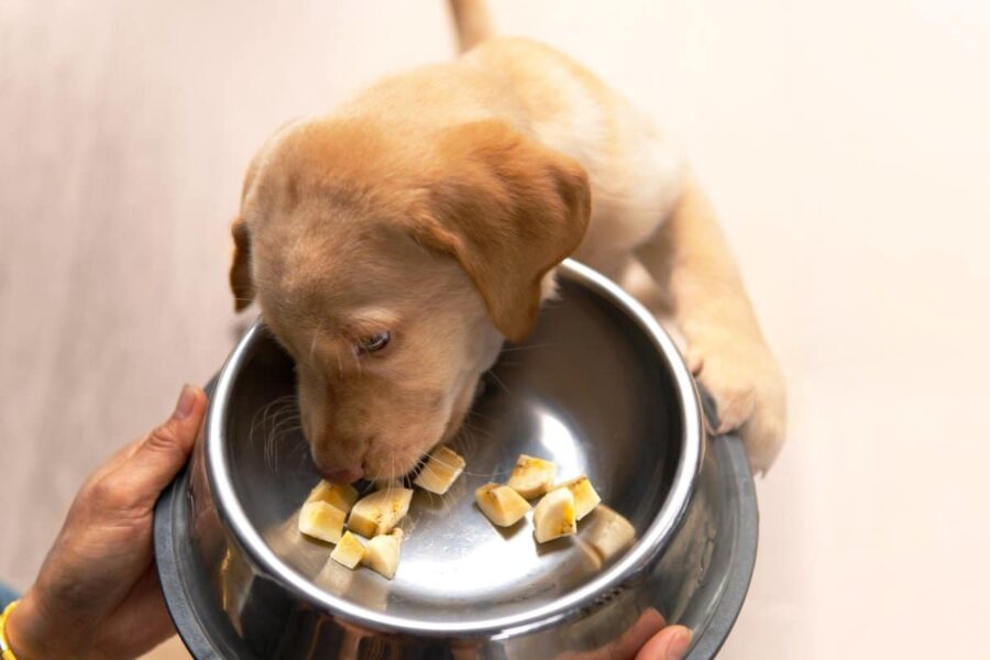 cucciolo di cane mangia pezzi di banana