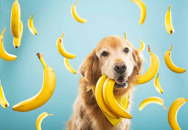 I cani possono mangiare le banane? Cosa sapere e come dargliele