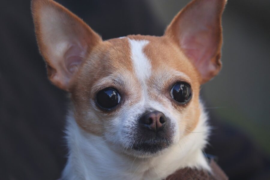 chihuahua bianco e marrone