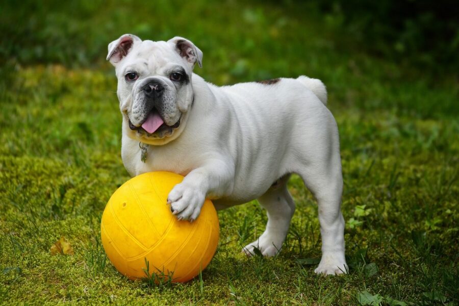 cane con la palla gialla