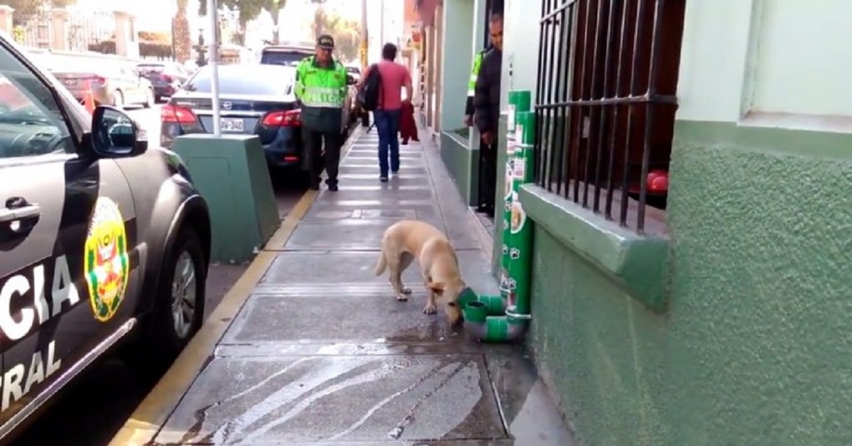 Cani randagi aiutati dalla polizia peruviana
