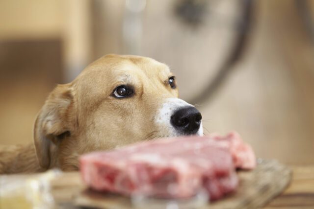cane attende davanti a tocco di carne cruda