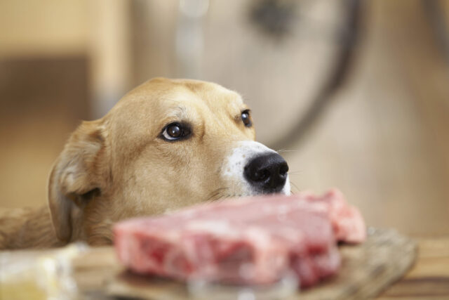 La carne cruda ai cani fa bene? Tutto ciò che c’è da sapere