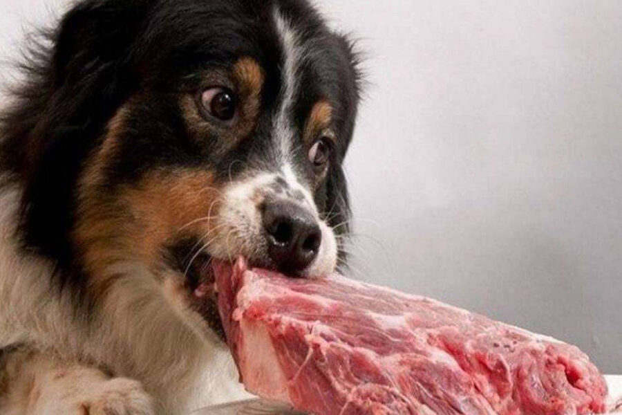 cane azzanna carne cruda 