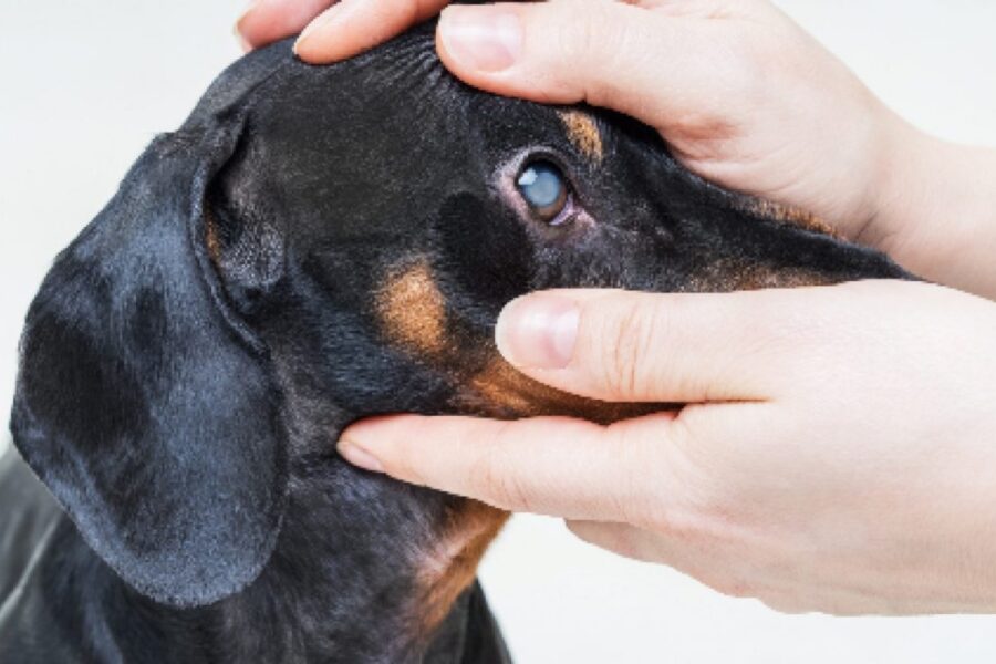 controllare gli occhi del cane