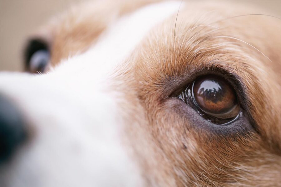occhi del cane