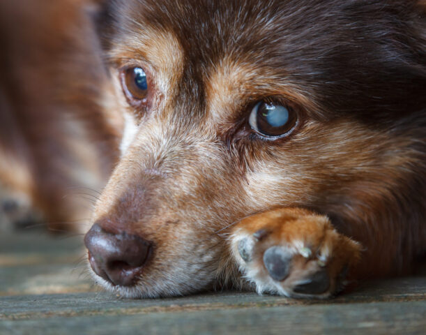 Cataratta nei cani: sintomi, cause, conseguenze e possibili cure