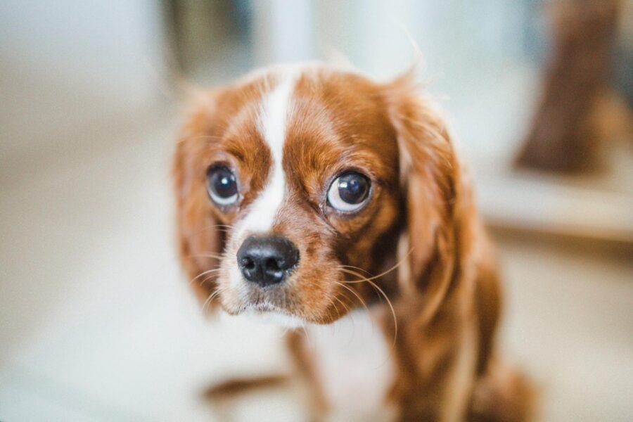 cagnolino triste